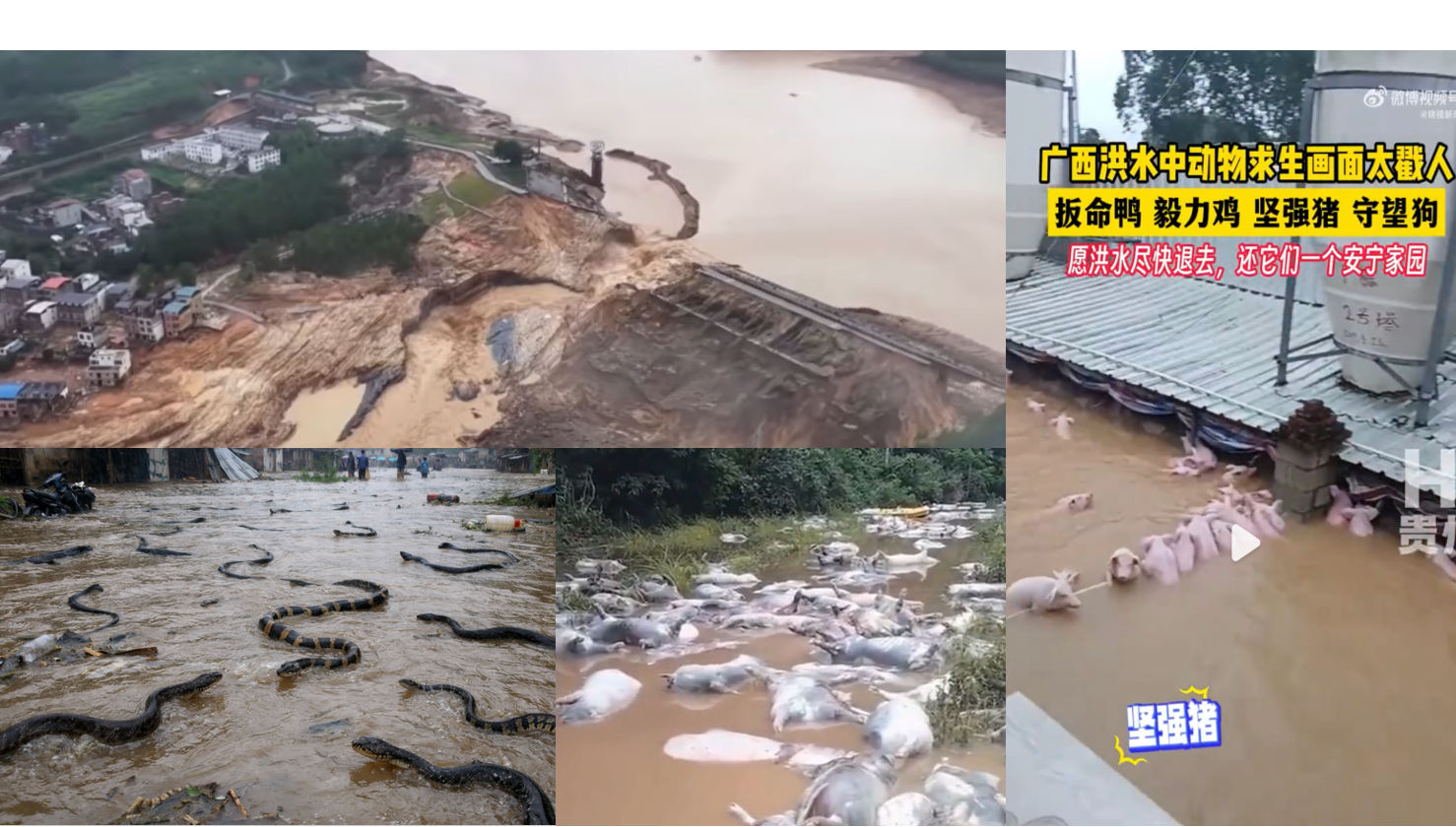 网络视频截图